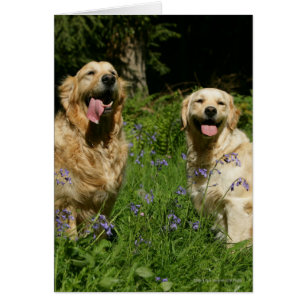 Retreivers d'or dans l'herbe