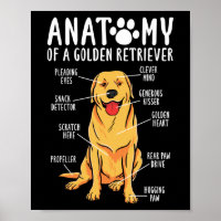 Retriever Dogs Anatomy of a Golden Retriever Mom