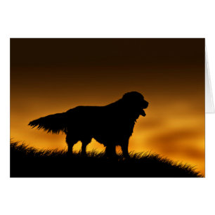 Retriever d'or fidèle