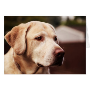Retriever du Labrador