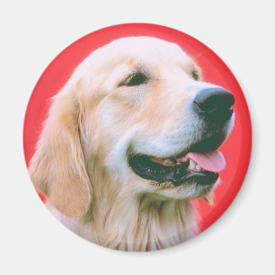 Retriever Panting Magnet