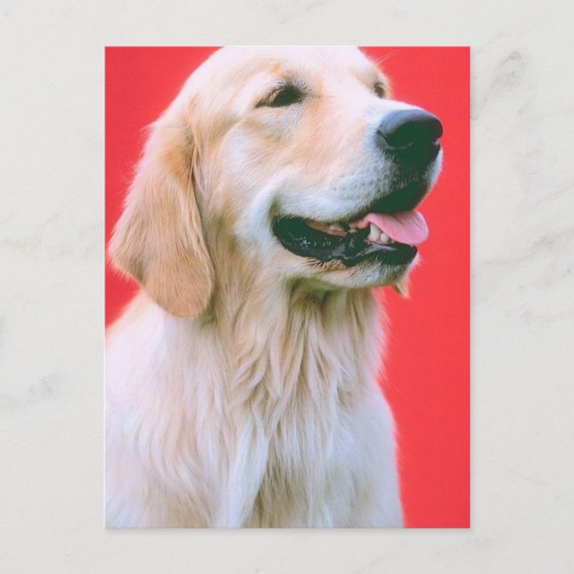Retriever Panting Postkarte (Vorderseite)