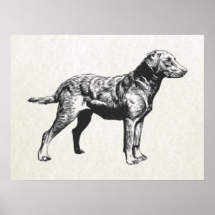 Retriever Poster
