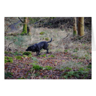 Retriker de Black Labrador