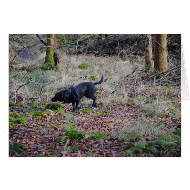 Retriker de Black Labrador (Devant horizontal)