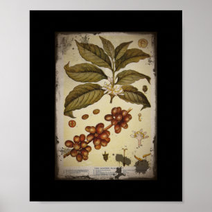 Retro Botanischer Image-Kaffee Poster