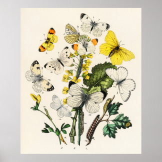 Retro-Gelbe Schmetterling und Blume Print Poster