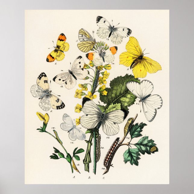 Retro-Gelbe Schmetterling und Blume Print Poster (Vorne)