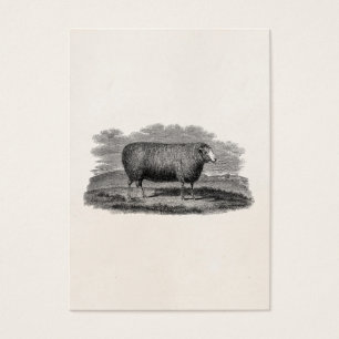 Rétro laine de 1800s de moutons d'illustration