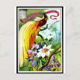 Retro-Paradiesvogel-Postkarte Postkarte