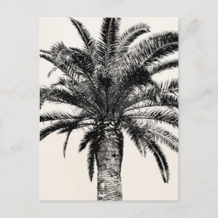 Retro Tropical Island Palm Tree in Schwarz-Weiß Postkarte