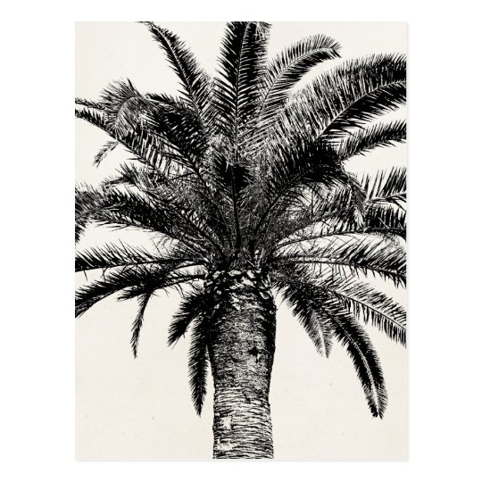 Retro Tropische Insel Palme In Schwarzweiss Postkarte Zazzle Ch