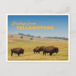Retro Yellowstone Greetings Bison Grazing Blank Postkarte