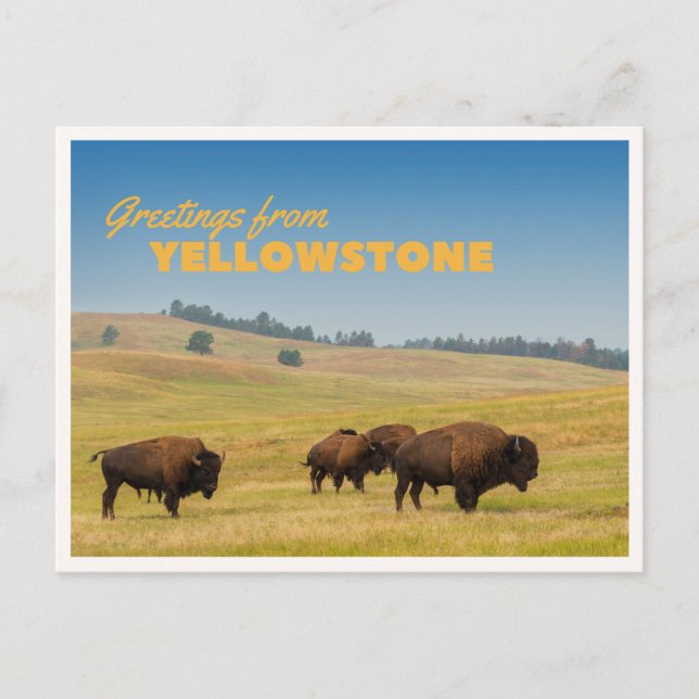 Retro Yellowstone Greetings Bison Grazing Blank Postkarte (Vorderseite)