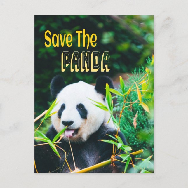 Rett den Panda Postkarte (Vorderseite)