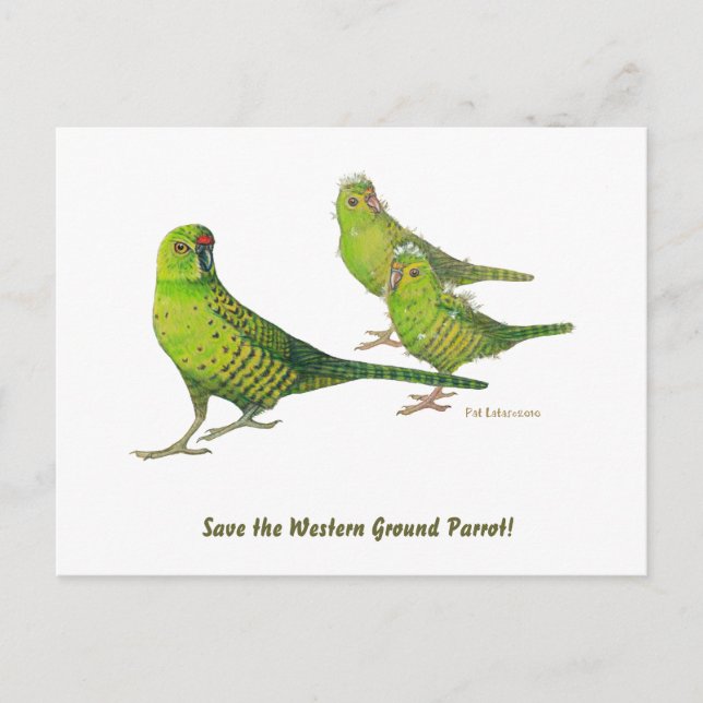 Rett den Western Ground Parrot! Postkarte (Vorderseite)