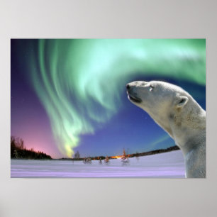 Rett der gefährdeten Polarbären Poster