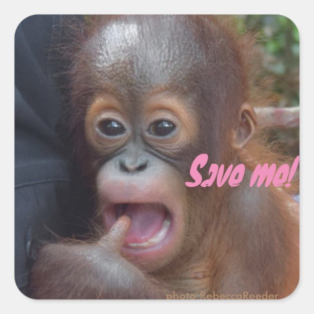 Rett der Orangutans gefährdete Tierwelt Quadratischer Aufkleber (Vorderseite)