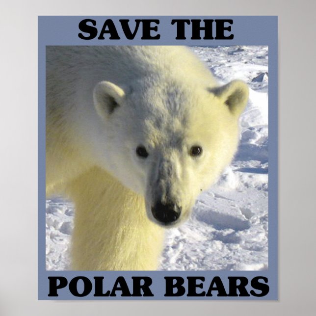 Rett der Polarbären Poster (Vorne)