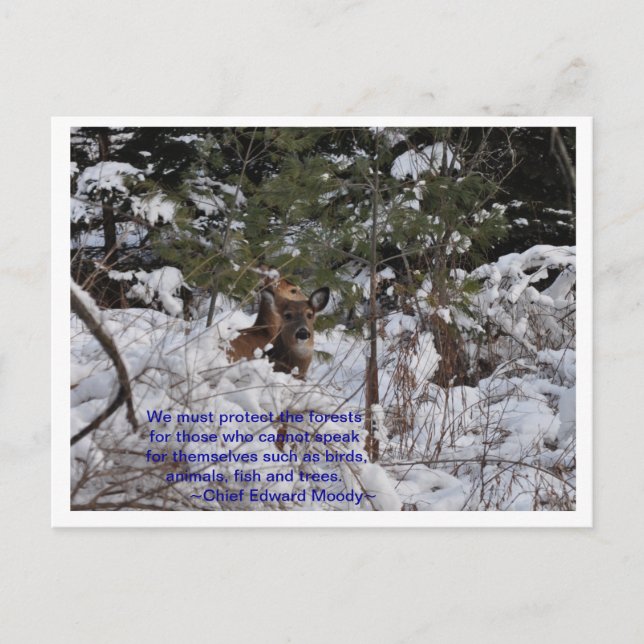 Rett der Wälder Postkarte (Vorderseite)