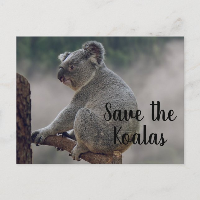Rett des Koalas Postkarte (Vorderseite)