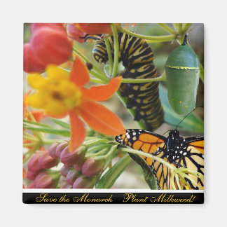 Rett des Monarchmagazins Magnet