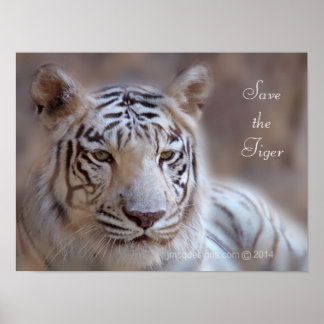 Rett des Tiger White Bengalisch Tiger Poster