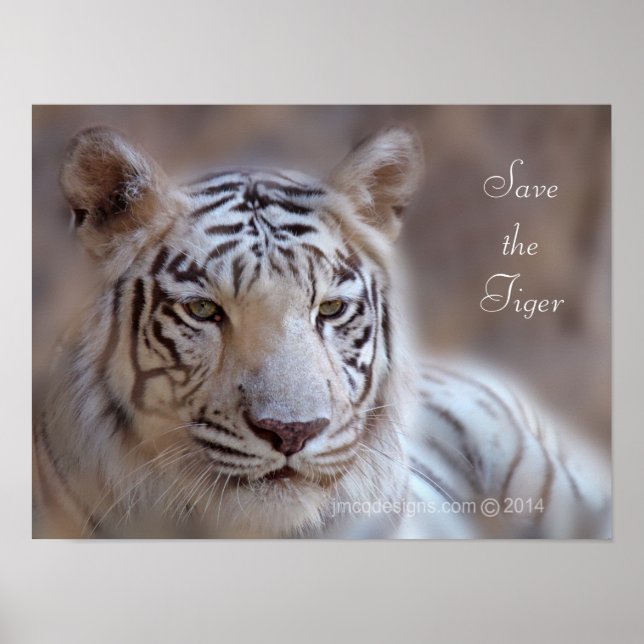 Rett des Tiger White Bengalisch Tiger Poster (Vorne)