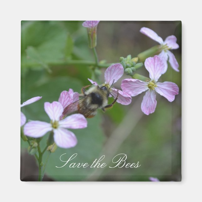 Rett die Bienen... Radish Blume Magnet (Vorne)
