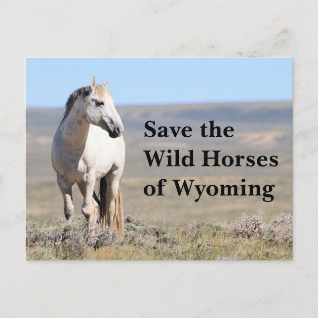 Rett die wilden Pferde der Wyoming Postkarte (Vorderseite)