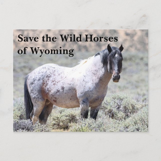 Rett die wilden Pferde der Wyoming Postkarte (Vorderseite)