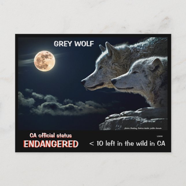 RETT DIE WOLVES ! - POSTKARTE (Vorderseite)