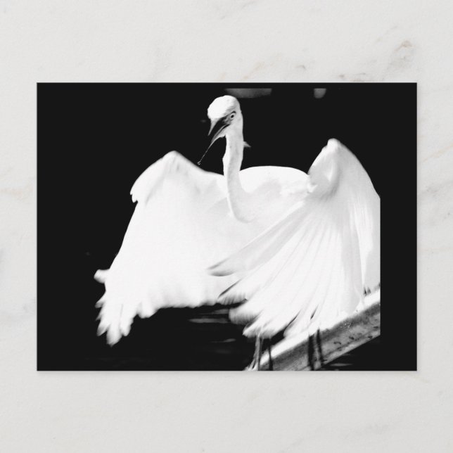 Rett Floridas Vögel Postkarte (Vorderseite)