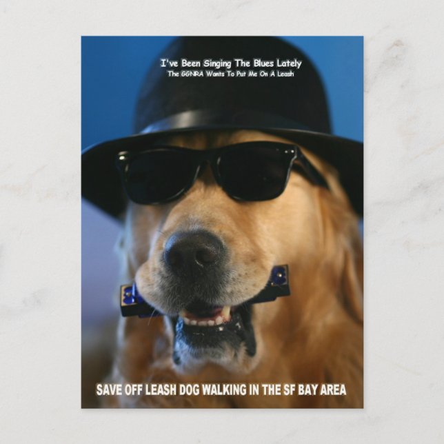Rett Off-Leash Hund Walking Senator Feinstein Postkarte (Vorderseite)