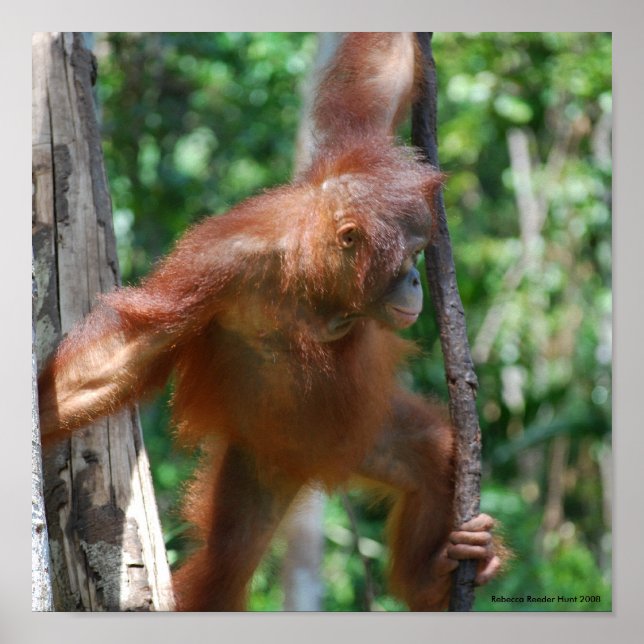 Rett Orangutans Borneo Wildlife Poster (Vorne)