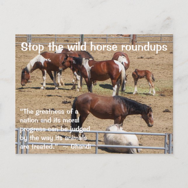 Rett unsere Kampagne "Wilde Pferde" Postkarte (Vorderseite)