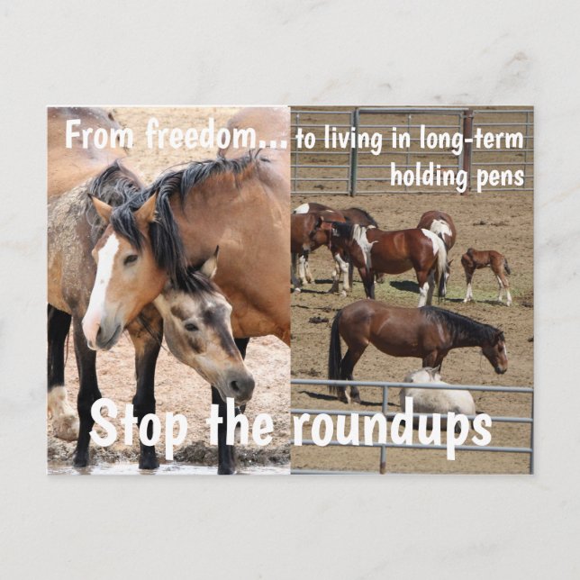 Rett unsere Kampagne "Wilde Pferde" Postkarte (Vorderseite)