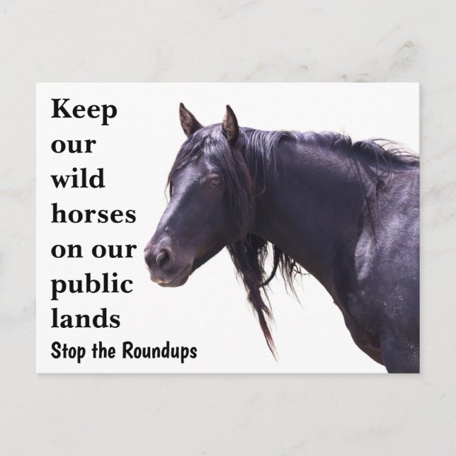 Rett unsere Wildpferde Postkarte (Vorderseite)