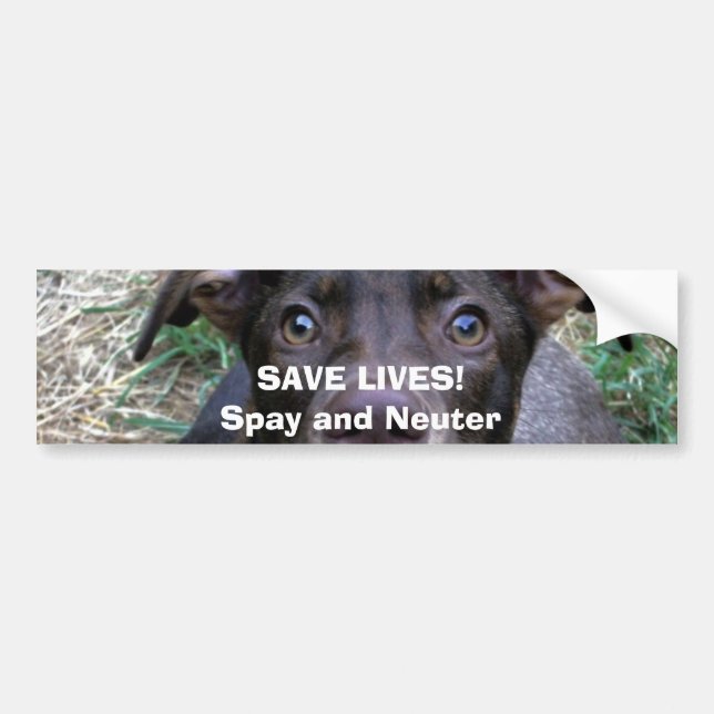 RETTEN SIE DIE LEBEN! Spay und neutralisieren Sie Autoaufkleber (Vorne)