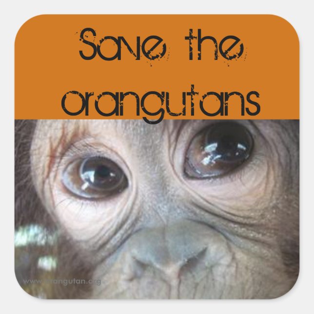 Rettend Orangutane Quadratischer Aufkleber (Vorderseite)
