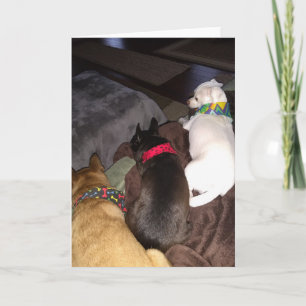 Rettung Hunde Standard, 5" x 7" geklappte Grußkart Karte
