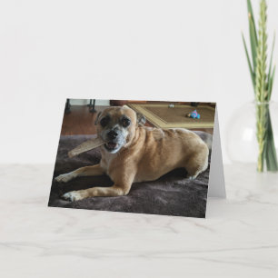 Rettung Hunde Standard, 5" x 7" geklappte Grußkart Karte