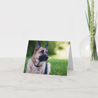 Rettungs-Hund "Verbindung " Karte