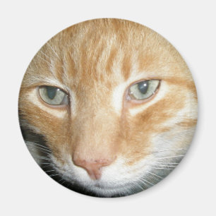 Rettungs-Katzen-Magnet Magnet