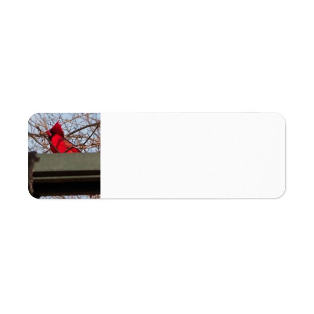 return address labels Cardina; (Vorne)