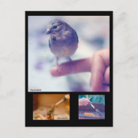 Retuschierte Goldfinch-Postkarte