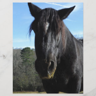 Retuschiertes Schwarzwaldpferd