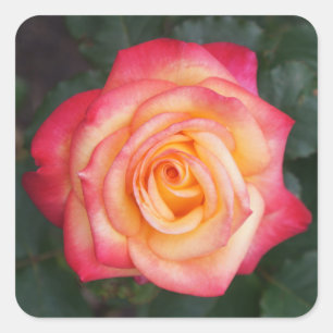 Rêve-toi Vrai Rose #1 Stickers