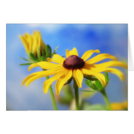 Rêves d'été de Rudbeckia