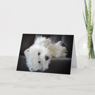 Rêveur la carte de voeux embêtante de westie